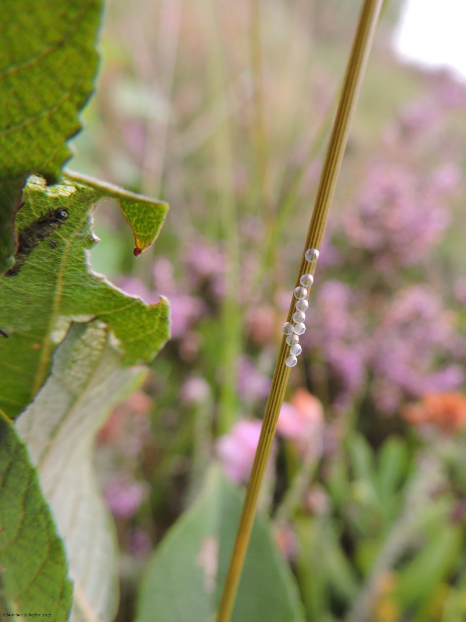 Kleine wapendrager??